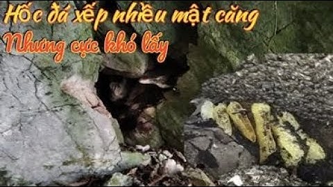 Bắt tổ ong trong! Hốc đá xếp siêu mật ?