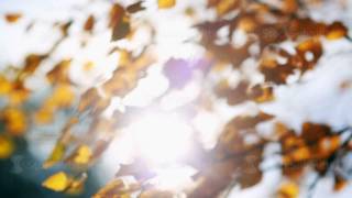Sun shining through fall leaves blowing in breeze