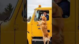 Golden Retriever Asks Humans For Help To Save The Cattle Farm