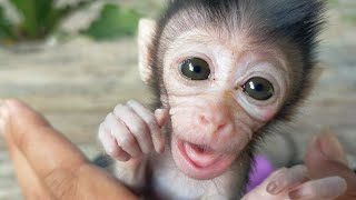 VERY CUTE BABY MONKEY