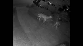 Early morning visitors…