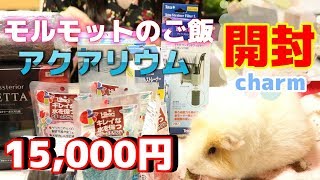 【アクアリウム＆モルモット】2019年4月26日購入1番刈チモシー【charm開封】guineapig