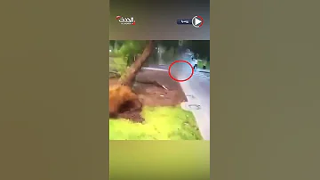 لحظة سقوط شجرة ضخمة على المارة في موسكو بسبب الرياح 