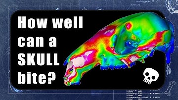 Skull Science Methods | Finite Element Analysis