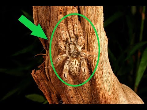 14 Most Strange Spiders In The World