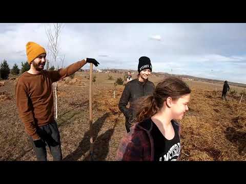 Video: Hnojová moucha: stanoviště, fotografie