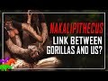 Is This the Last Common Ancestor of African Apes and Humans? | Nakalipithecus