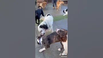 Doggy Day Care London 