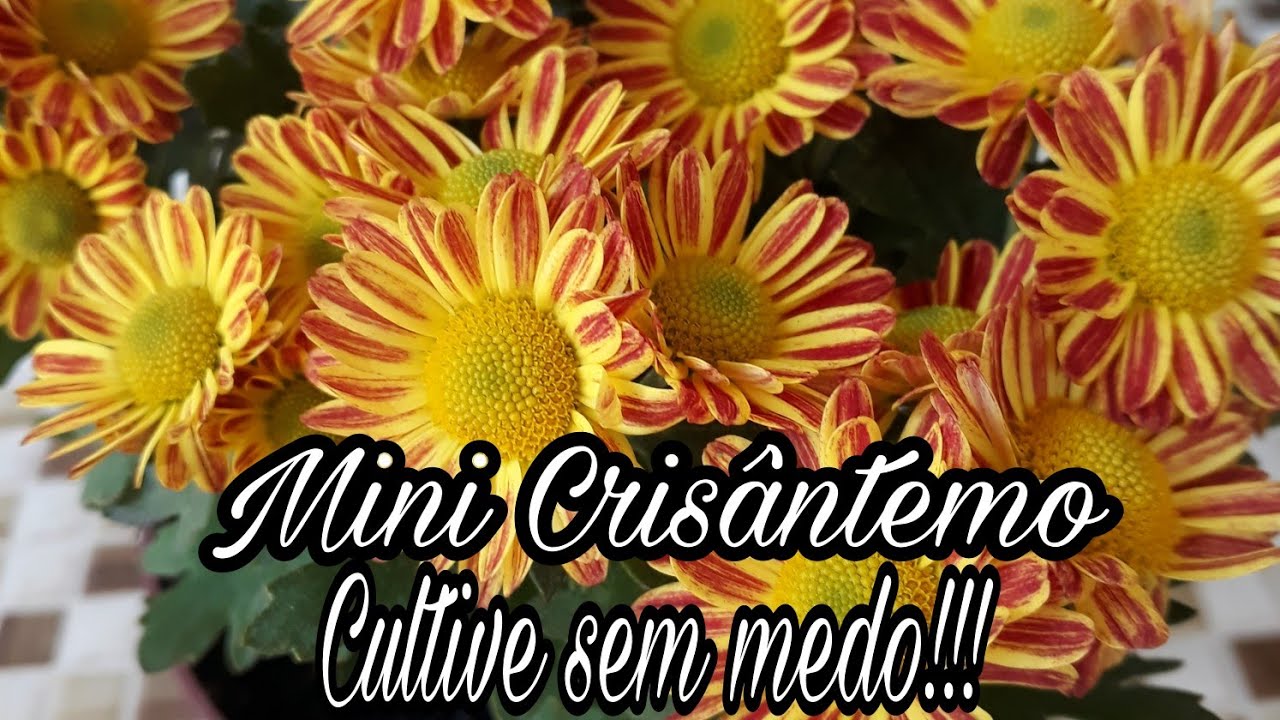 MINI CRISÂNTEMO,CULTIVE SEM MEDO!!!!