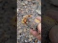 I found some Treasure!! #rockhounding #crystals #quartzcrystal #quartz #treasure