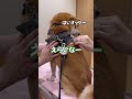 柴犬、世界一静かに気付くワクチン注射【豆柴ころた】#shorts #柴犬 #注射 #ワクチン #shiba
