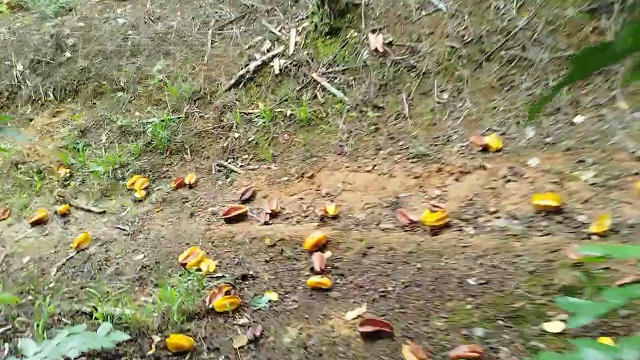 Agora quero ver se vcs conhecem estás maravilha de frutas 