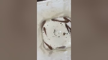 Câu cá bống đêm và bắt được vàng trong vườn #mientay  #vietnam