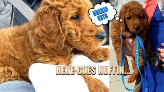 PUPPY VLOG Ep.2 | Puppy’s first vet visit