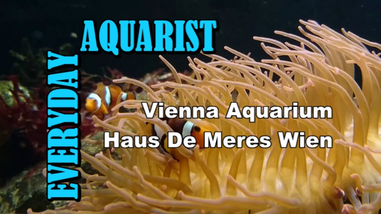 Vienna Aquarium Zoo Haus De Meeres Wien YouTube