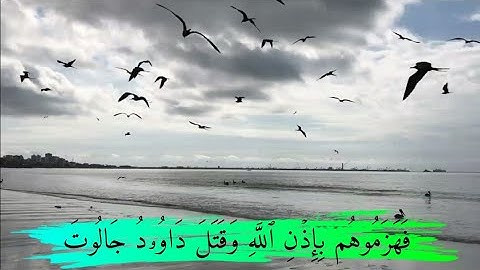 من نوادر التلاوات للشيخ علي راشد الوصابي||جامع الهدى||ذمار