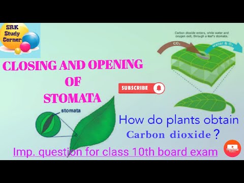 Video: Onko vedenalaisilla kasveilla stomata?