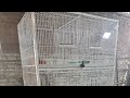 cage 8p 3x2x1.5 half angle #birds #cage #birdcages #pigeon #petaccessories #dogcage #cat #catcage