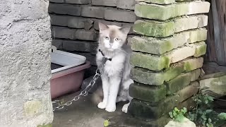 重い鎖で縛られていた哀れな猫。4回にわたる飼い主と相談の結果、ようやく自由を与えることができった【感動】