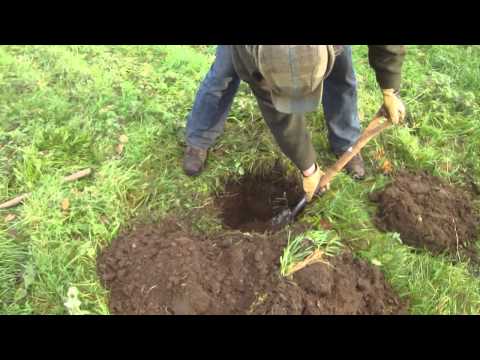 Planting a young pear tree in grass