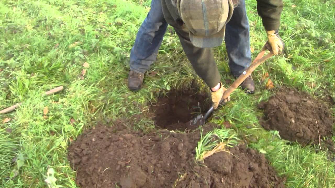 Planting a young pear tree in grass