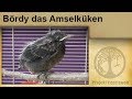 Amsel Küken / Jungen Vogel aufziehen / aufpäppeln