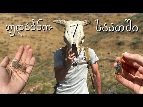 რა არსებებს ვნახავ უდაბნოში 7 საათში ? 35°C