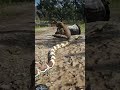 Deadly Tiger Attack… But a Snake Saves Her Life! 🐅🐍😱#shorts