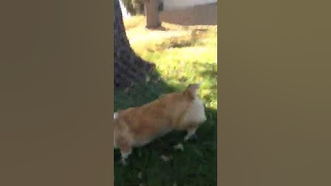 Corgi follows the tractor