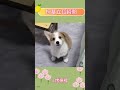 柯基立耳 成長瞬間 狗狗 可愛 万万没想到 柯基立耳 成長瞬間 狗狗 可愛 万万没想到