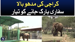 Karachi Zoo’s elephant ‘Madhubala’ ready to move to Safari Park - Aaj News