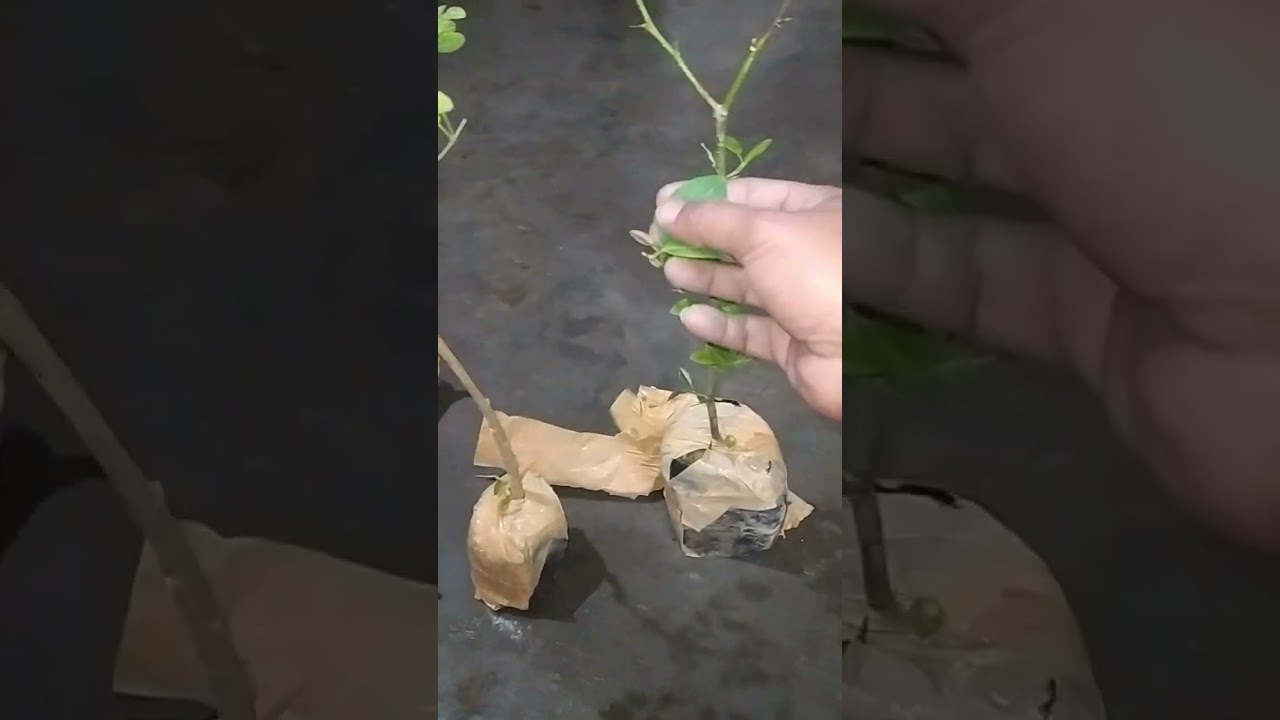 Thog No.1 Baidya Nursery Fraud Nursery Plant Unboxing video.