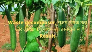 तुरई की जैविक खेती - waste decomposer और गाय के मूत्र से