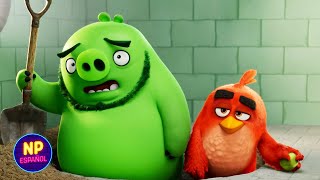 Juntando A La Pandilla | Angry Birds 2: La Película (2019) | Now Español
