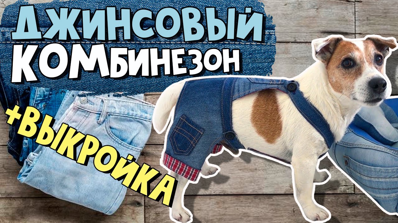 Выкройка комбинезона для собаки: шьем одежду питомцам своими руками | VK