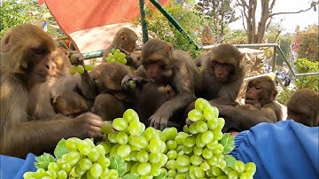 The hungry monkey was very happy to be fed grapes
