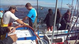 Fishing on the Queen of Hearts out of Half Moon Bay, California @DeborahKlughersBonacBees
