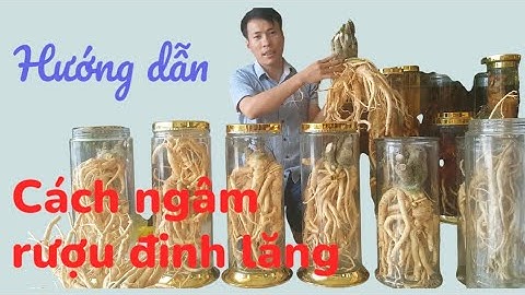Hướng dẫn cách vào bình ngâm rượu đinh lăng suôn đẹp nhất