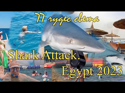 Shark Attack. Egypt 2023