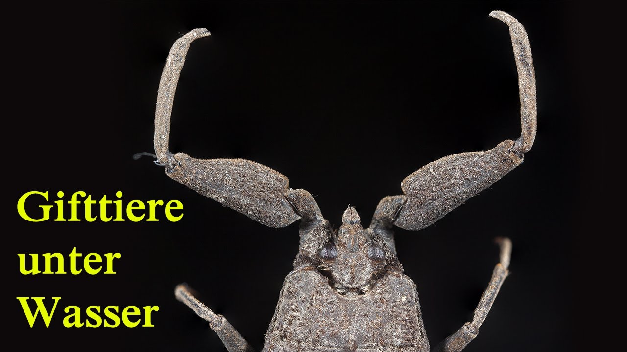 Wasserskorpion - Giftige Tiere im Wasser (in Europa) - YouTube