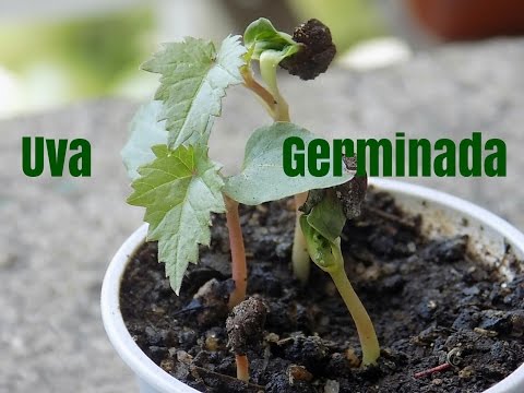 Vídeo: Você pode plantar sementes de muscadina?