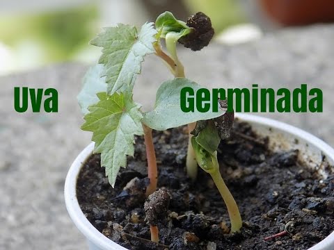 Vídeo: Tomate Cardinal: características, descrição da variedade, características de cultivo e cuidados