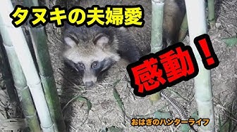 タヌキ Youtube タヌキ Youtube