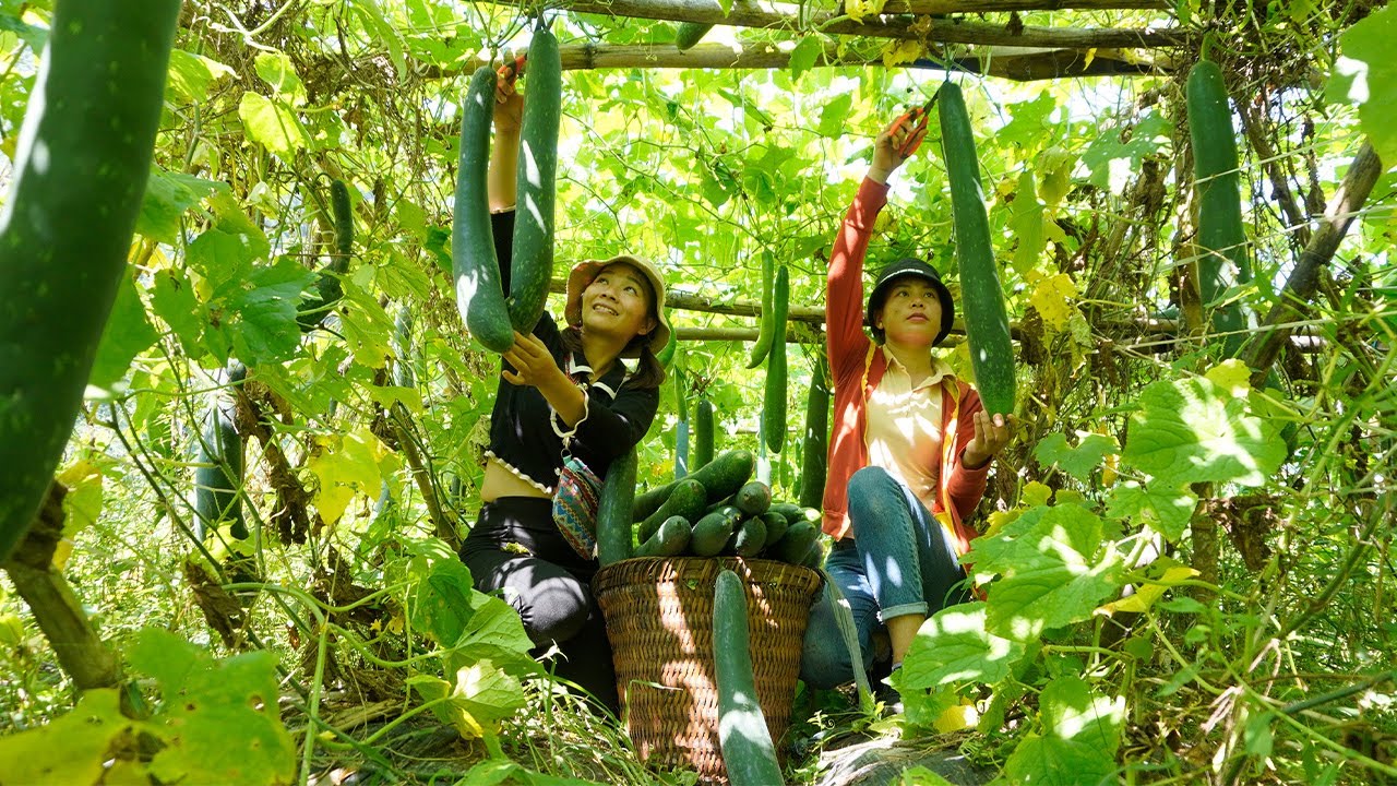 Harvesting Squash Garden Go to the market sell how to grow chayote