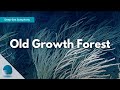 Deep-Sea Symphony: Old Growth Forest
