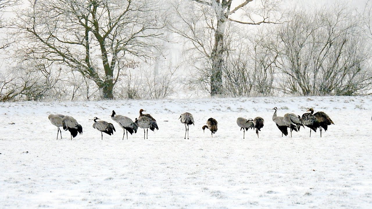 Der Winter gibt nicht auf