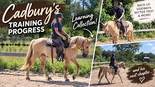 My Mustang Is Learning Collection! | Cadbury’s Training Progress