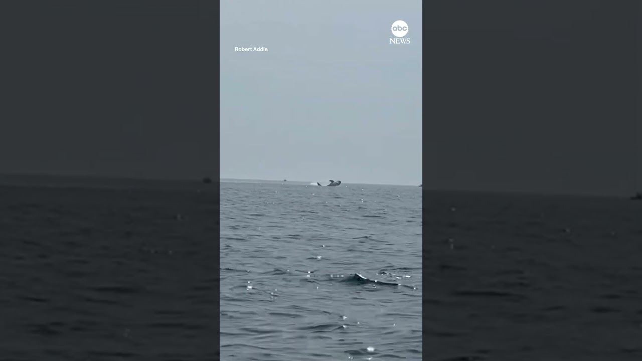 Three whales breach surface simultaneously off Cape Cod coast | ABC News