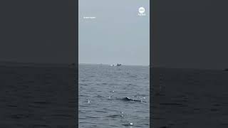 Three whales breach surface simultaneously off Cape Cod coast | ABC News