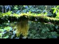 Capture de la vidéo Aguaí: Floresta Atlântica (English)